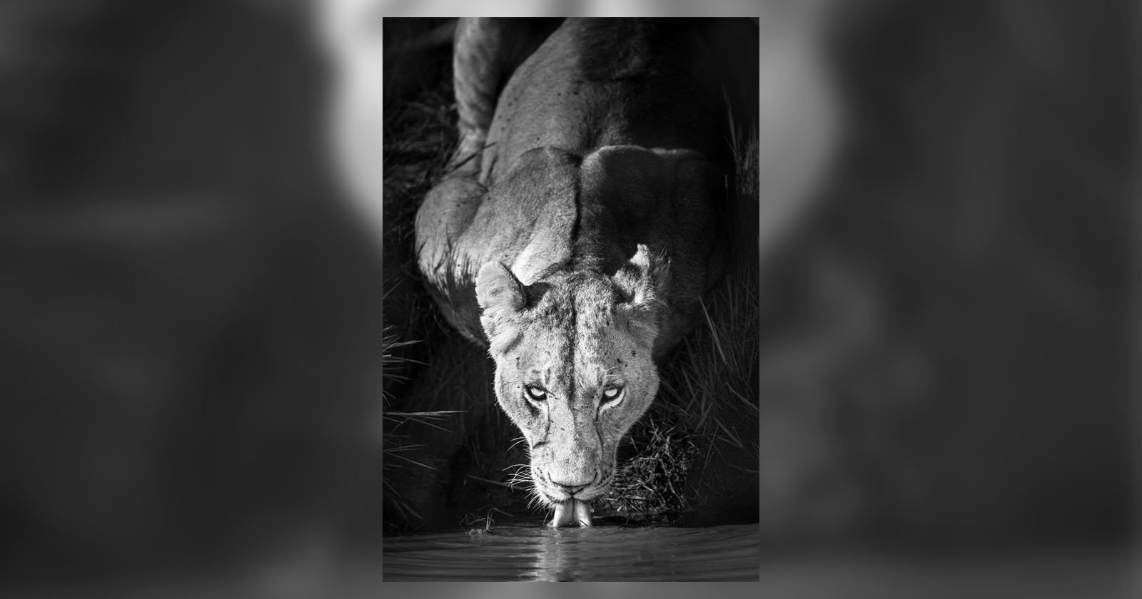 A lioness crouches and drinks water from a pond, staring directly at the camera. The photo is in black and white, highlighting her intense gaze and muscular form.