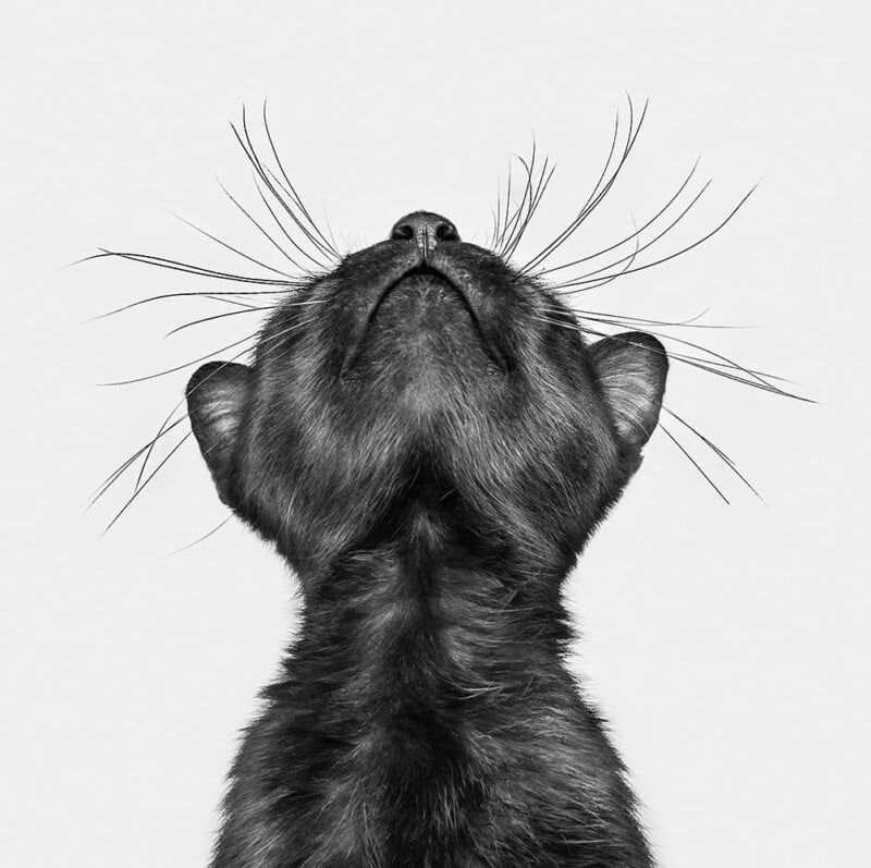 Black cat photographed from below, with its head tilted upward and prominent whiskers fanned out against a plain white background.