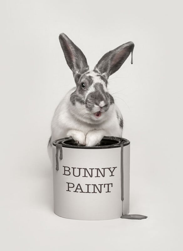 A black and white rabbit sits inside an open paint can labeled "BUNNY PAINT," with gray paint dripping from its ear and the can. A puddle of paint is on the ground nearby.