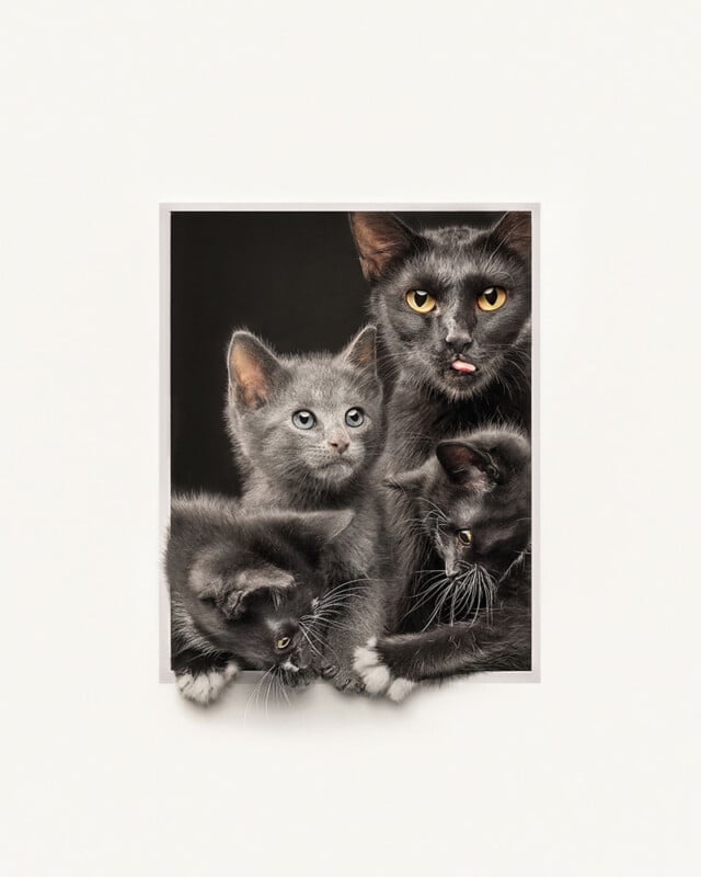 A portrait of a gray adult cat with yellow eyes and three gray kittens, all with varying eye colors, posing closely together against a dark background. The adult cat is sticking its tongue out.