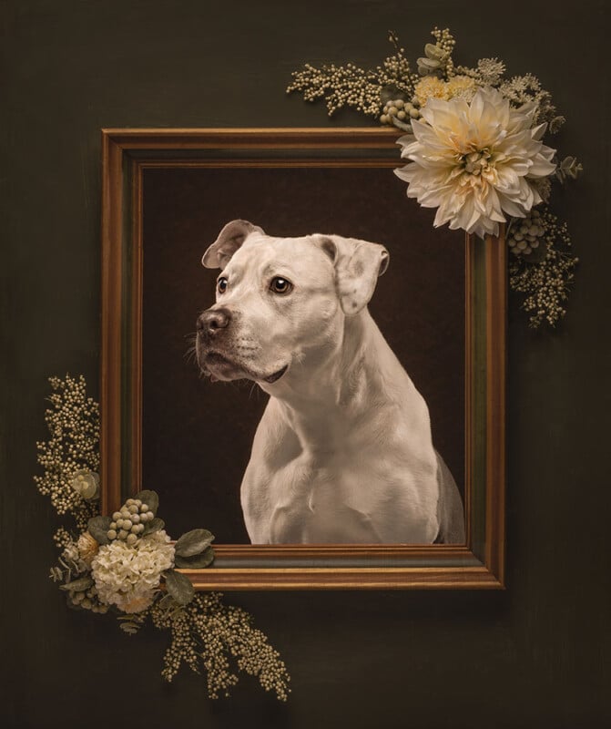 A white and tan dog poses inside a vintage, brown-framed picture adorned with ivory flowers and greenery on two corners, set against a dark background.