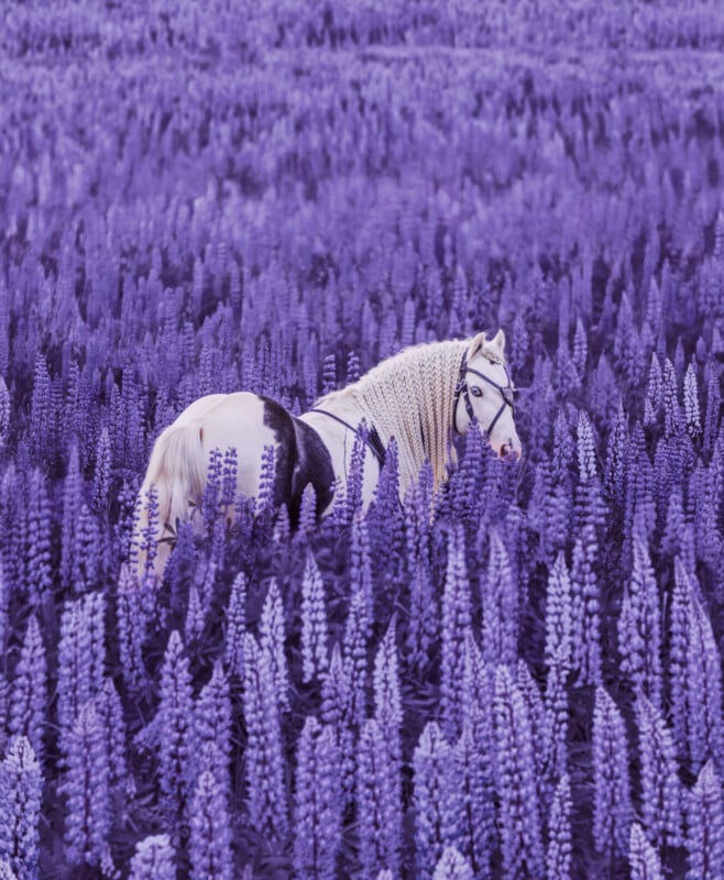 A white horse with braided mane stands in the middle of a dense field of tall, blooming purple lupine flowers, creating a serene and whimsical scene.