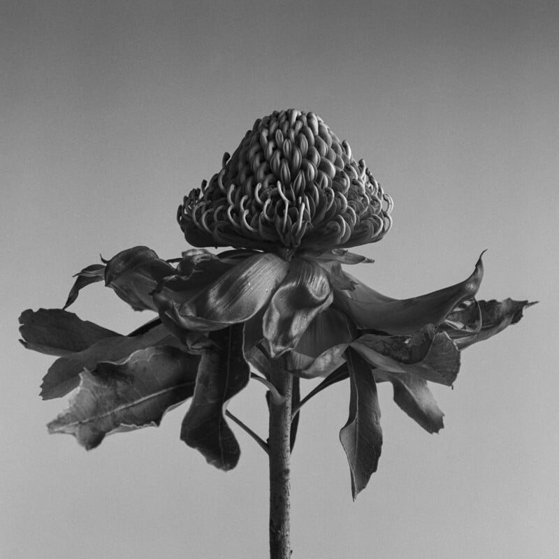 Black and white photo of a single large flower with broad leaves and a textured, cone-shaped center on a tall stem, set against a plain background.