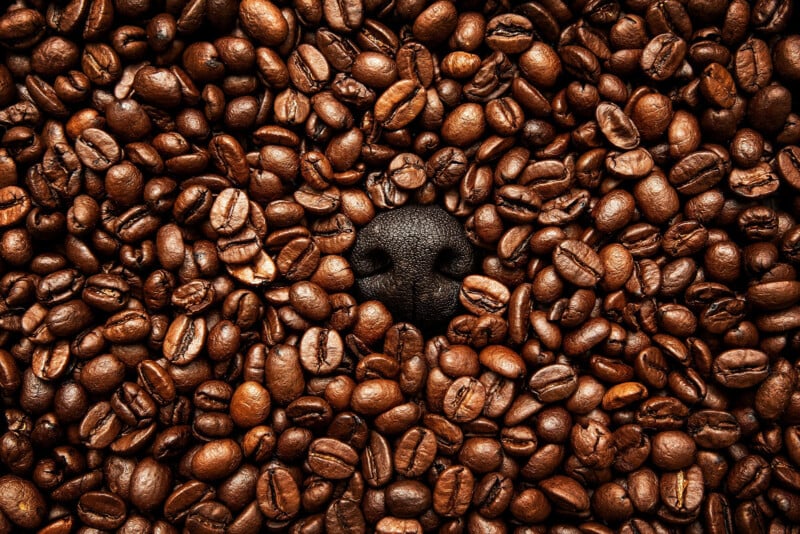 A black dog’s nose and mouth peeking out from a pile of roasted coffee beans, surrounded closely on all sides by the beans.