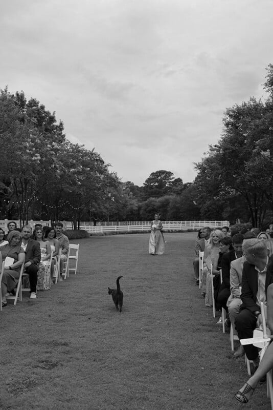 A black cat walks down the aisle at an outdoor wedding ceremony, with guests seated on either side and a bridesmaid approaching from the distance. The scene is in black and white.