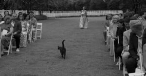 A black cat walks down the aisle at an outdoor wedding ceremony, with guests seated on either side and a bridesmaid standing in the background. The scene is in black and white.