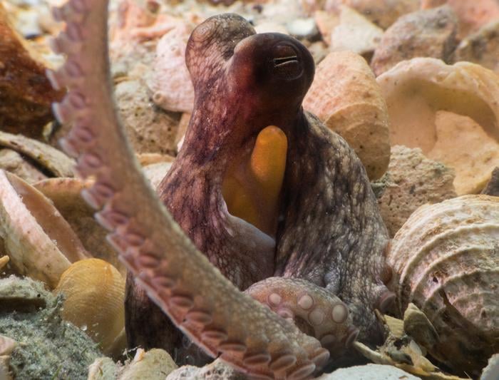 El primer plano de un pulpo está parcialmente oculto entre conchas y rocas en el fondo del mar, con un brazo rizado en primer plano, con ojos y taza de succión visible.
