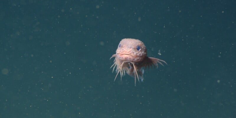 A small deep-sea fish with a rounded head and whisker-like appendages floats in dark, murky water, surrounded by tiny particles.