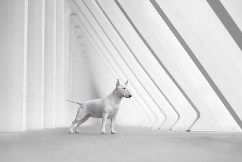 A white bull terrier stands on a smooth floor in a bright, geometric corridor with repeating diagonal white beams, creating a modern and minimalist background.