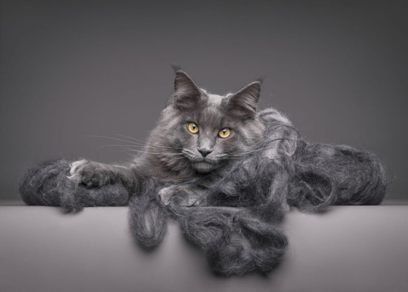 A long-haired gray cat with bright yellow eyes lies on a surface surrounded by tufts of its own gray fur, against a plain gray background.