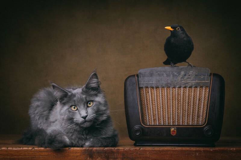 A fluffy gray cat lies on a wooden surface beside a vintage radio, while a blackbird with a yellow beak perches on top of the radio. The background is plain and dark, drawing attention to the cat and bird.