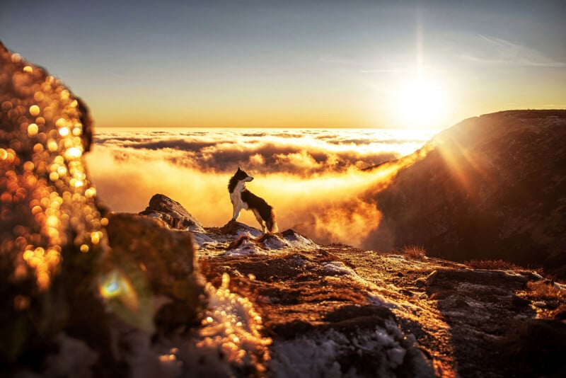 A dog stands on a rocky, snow-dusted mountain ledge, overlooking a sea of clouds at sunrise, with sunlight illuminating the sky and casting a golden glow on the landscape.