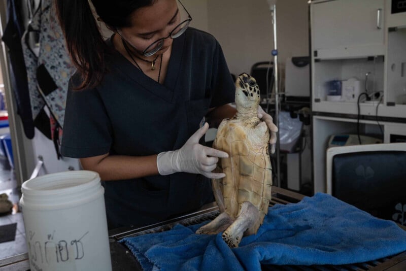 A veterinarian wearing gloves examines the underside of a sea turtle standing upright on a blue towel in a clinic, with medical equipment visible in the background.