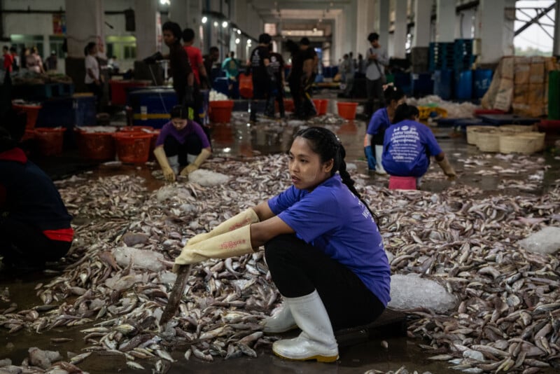 A woman in white boots and gloves squats amid a large pile of fish at a bustling seafood market, surrounded by other workers sorting and handling fish.