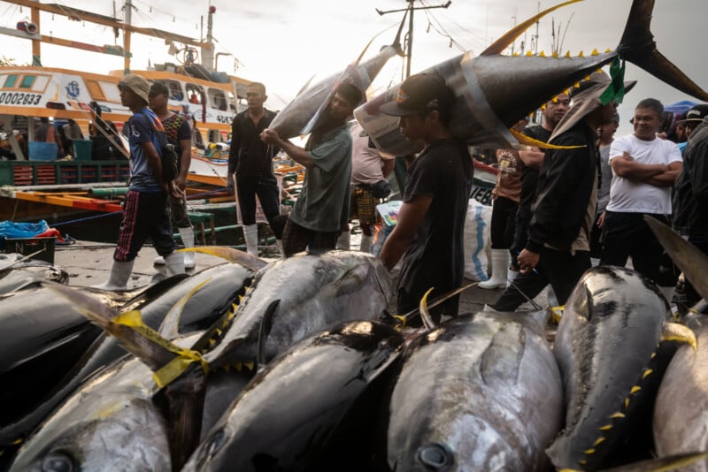 Fishermen carry large yellowfin tuna over their shoulders at a busy dock, with other people and boats in the background during what appears to be early morning or evening.