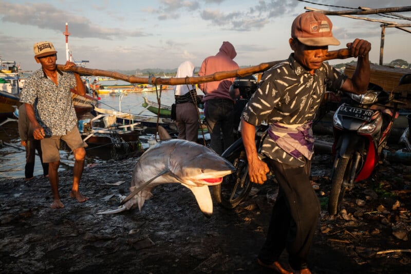 Two men carry a large shark on a wooden pole at a busy coastal fishing area, with boats, motorcycles, and other people in the background under morning sunlight.