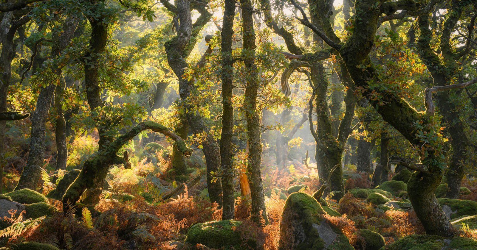 Sunlight streams through dense, moss-covered trees in a lush forest. Ferns and rocks with green moss cover the ground, and golden light creates a magical, serene atmosphere among the twisted tree trunks.