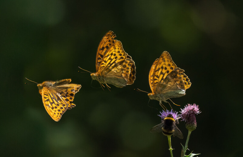 Tres mariposas naranjas y negras volaban, encaramadas sobre flores de cardo púrpura, mientras que Bumblebees visitaba las flores. El fondo es oscuro y borrosa, destacando los insectos.
