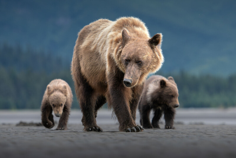 Un gran oso marrón camina sobre la arena, con dos cachorros de oso siguiendo atrás, con bosques borrosos y fondos de montaña.