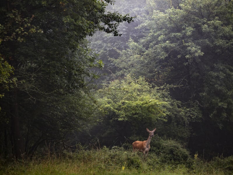 Un ciervo está vigilante durante la limpieza, rodeado de densos bosques verdes, con niebla colgando en el aire creando una escena pacífica y natural.