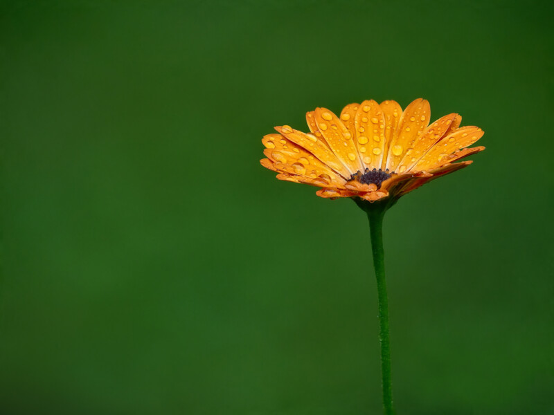 Una margarita naranja con gotas de agua en sus pétalos, en lo alto de un fondo verde suave y borrosa.