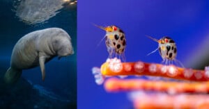 On the left, a manatee swims underwater. On the right, two tiny, spotted crustaceans stand on a brightly colored coral branch against a blue background.