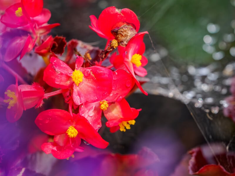 El primer plano muestra flores rojas brillantes con un centro amarillo cubierto con gotas de agua. La red araña con gotas de rocío se puede ver en el fondo, y los pétalos morados están borrosos.