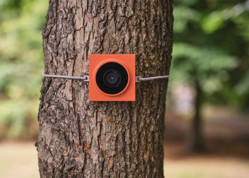 A small orange camera is attached to a tree trunk with a gray zip tie, outdoors in a wooded area with blurred greenery in the background.
