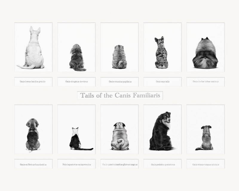A grid of ten black-and-white photos shows different dog and cat breeds sitting with their backs to the camera, highlighting their tails. The title reads “Tails of the Canis Familiaris” in the center.