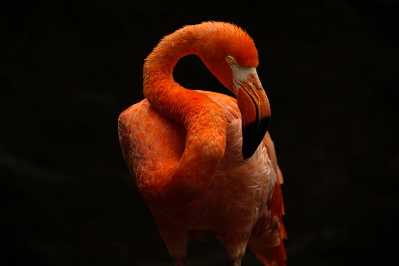 A vibrant orange flamingo stands against a dark background, its long neck curved gracefully and its yellow eyes staring forward.