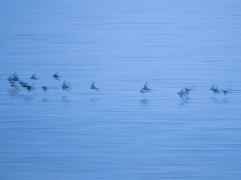 Una bandada de pájaros vuela bajo sobre aguas tranquilas, sus alas se mueven confusamente y toda la escena adquiere un suave tono azul.