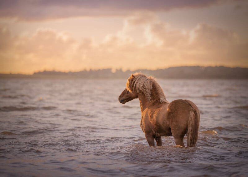 A small brown pony stands in shallow water at sunset, with gentle waves around its legs and a glowing sky in the background.
