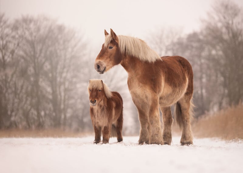Two brown horses with light manes stand on a snowy path, surrounded by bare trees in a winter landscape. The taller horse is next to a smaller one, possibly a pony. Both appear relaxed and calm.