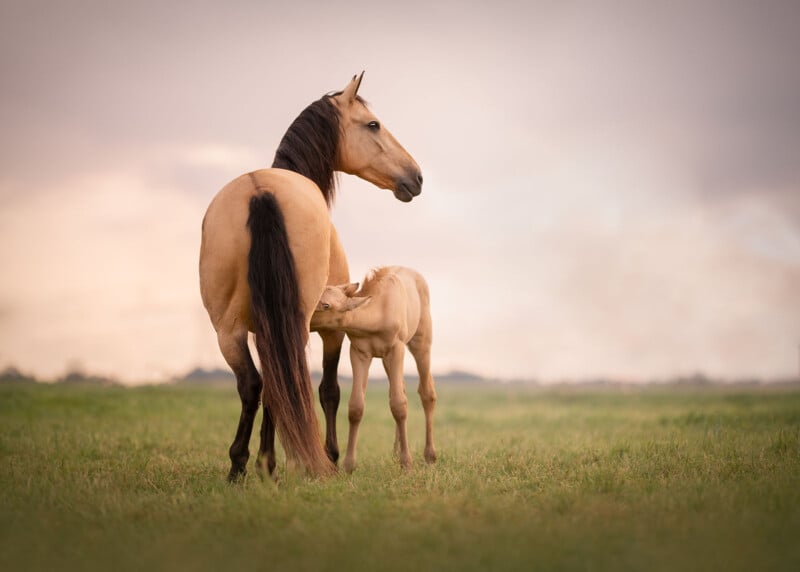 A tan mare stands in a grassy field while her light-colored foal nurses, with a soft, cloudy sky in the background. The scene appears calm and peaceful.