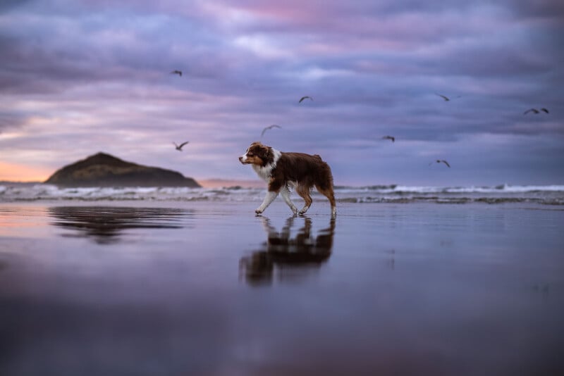 A brown and white dog walks along a wet beach at sunset, with distant birds flying over the ocean and an island visible on the horizon under a cloudy sky.