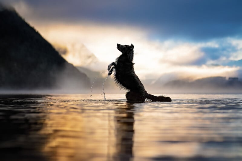 A wet dog stands upright on its hind legs in a shallow lake at sunrise, with water droplets splashing and a misty mountain landscape in the background.