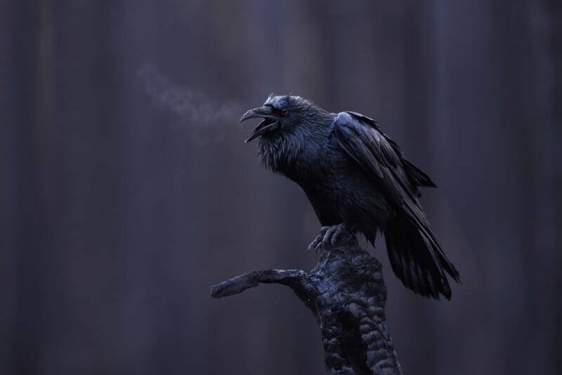 A black raven perches on a weathered tree branch, its beak open as it calls out, visible breath escaping into the cold, dark, and misty atmosphere with a blurred, moody background.