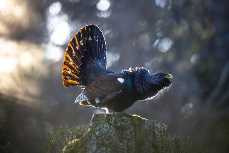 A Western Capercaillie bird stands on a tree stump with its tail fanned out and feathers illuminated by sunlight, showing dark plumage and a red marking above its eye.