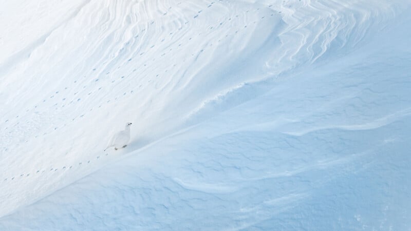 A white bird, likely a ptarmigan, stands camouflaged against a snowy slope with visible tracks in the snow, blending into the icy, textured landscape.