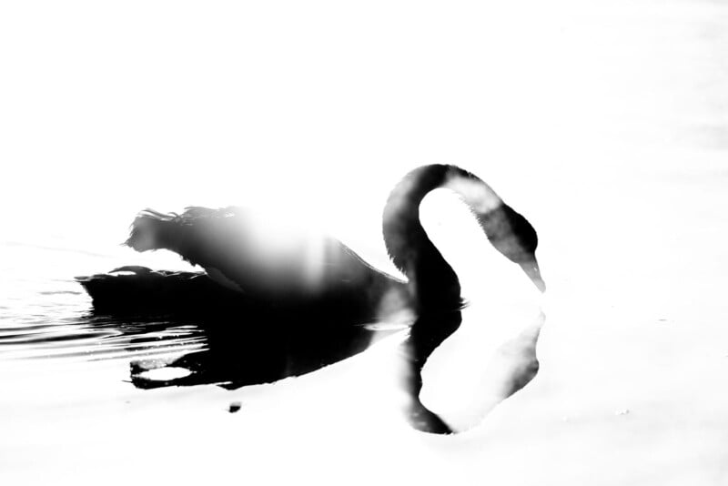 A black and white high-contrast photo of a swan swimming on water, with bright sunlight creating a glowing effect and the swan’s reflection visible on the water’s surface.