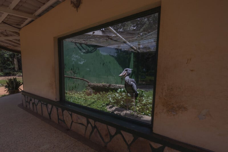 A large bird stands inside a glass enclosure with green plants and a branch, viewed from outside a beige building with a stone base and a covered walkway.