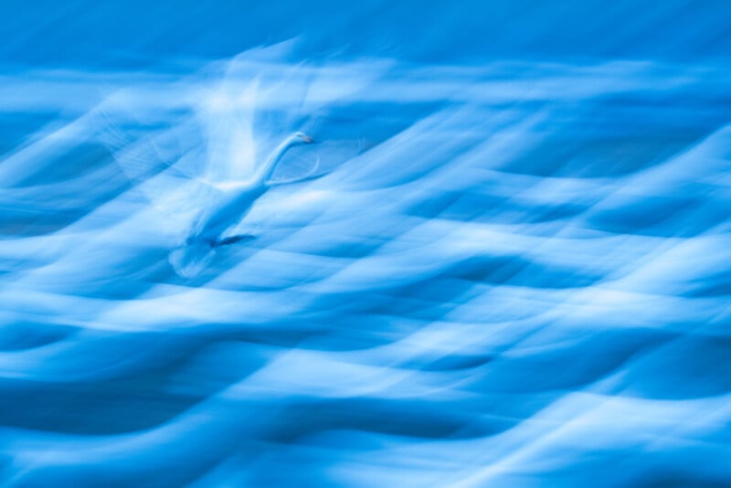 A white bird, likely a swan, appears to fly over water in a blurred, dreamlike scene with sweeping blue and white streaks, creating a sense of motion and fluidity.