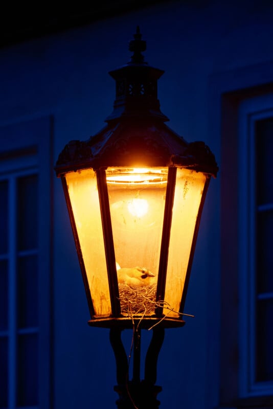 A bird nest with a white bird inside is built in a glowing streetlamp at night, with the warm light illuminating the lamp against a dark blue background with windows visible.