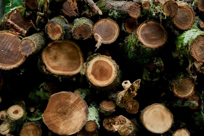 A close-up view of a stack of cut tree logs with visible rings and bark, some covered in green moss.