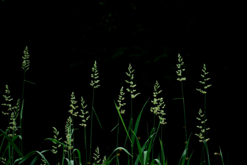 Tall green grasses with seed heads stand against a dark, almost black background, highlighting the delicate shapes and bright green color of the plants.