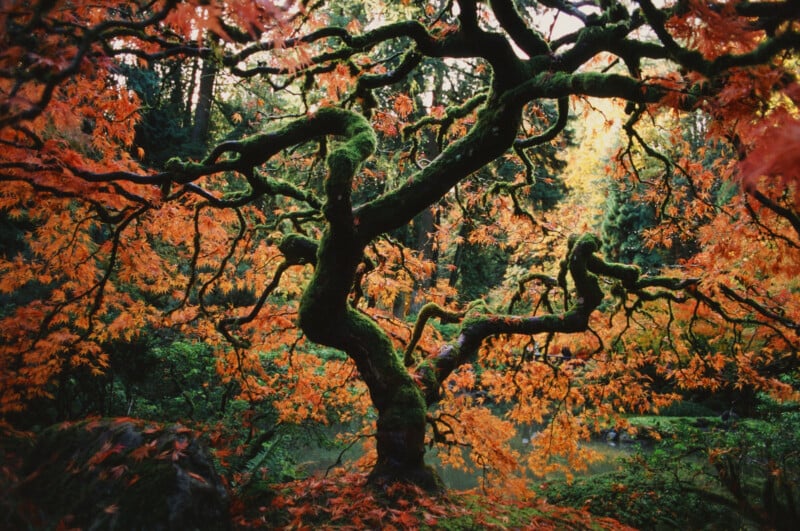 A twisted, moss-covered tree with dark branches is surrounded by vibrant orange and red autumn leaves in a lush, green forest setting. Sunlight filters softly through the foliage.