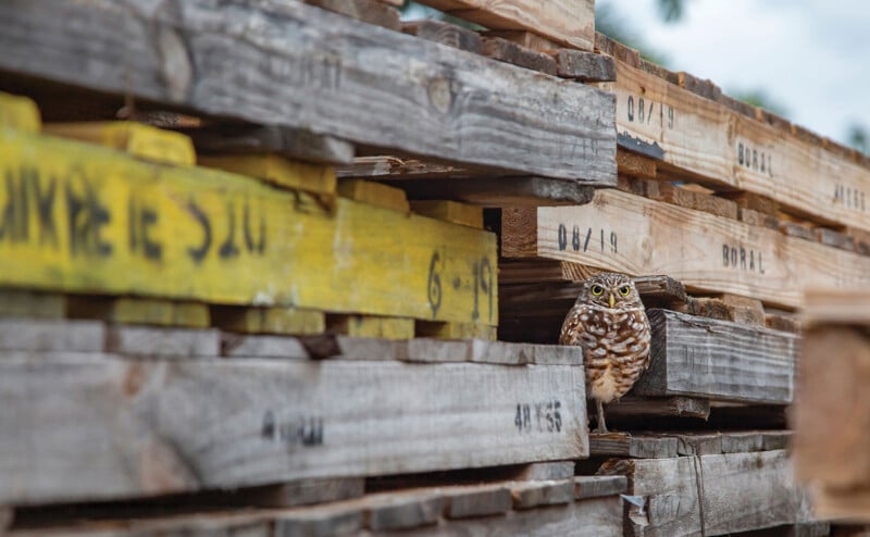 A small brown and white owl stands on wooden pallets, blending in with the weathered wood while staring directly at the camera.