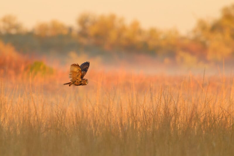An owl flies low over tall golden grass in a sunlit field, with blurred trees and a soft, misty background at sunrise or sunset.