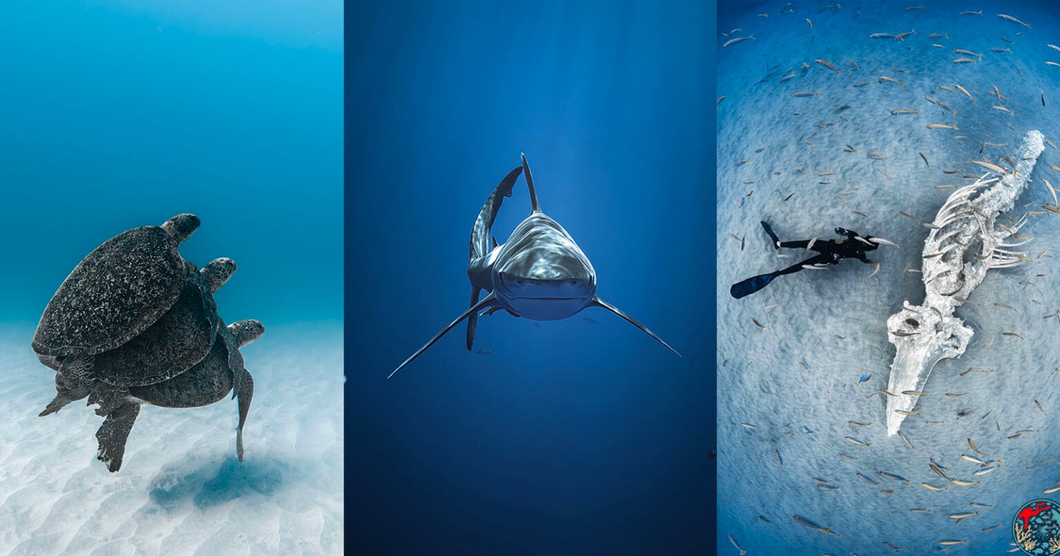 The Spectacular Winning Images of the 2025 Underwater Awards ...