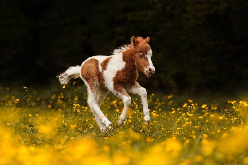 A brown and white foal with a fluffy mane runs energetically through a field of yellow wildflowers, with a dark, blurred background of trees.